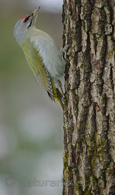 BB 08 0036 / Picus canus / Gråspett